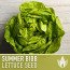 Bibb Lettuce